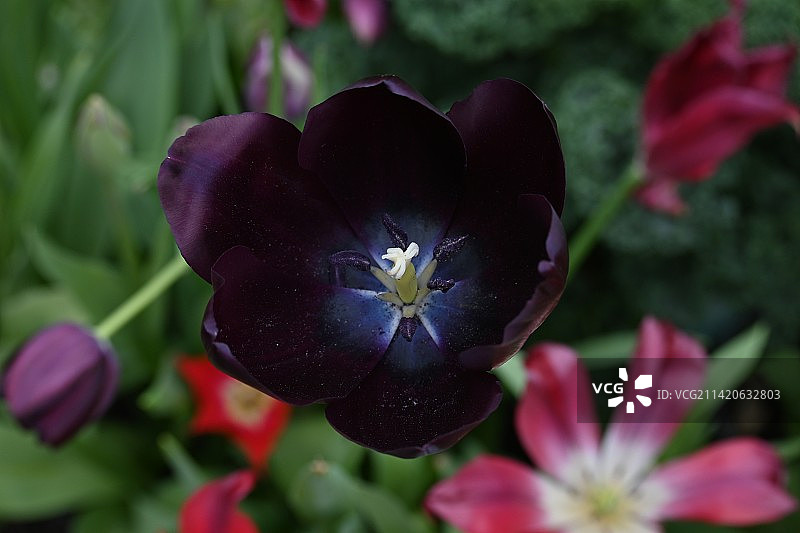 公园里的紫色开花植物特写，拍摄于新西兰奥克兰图片素材