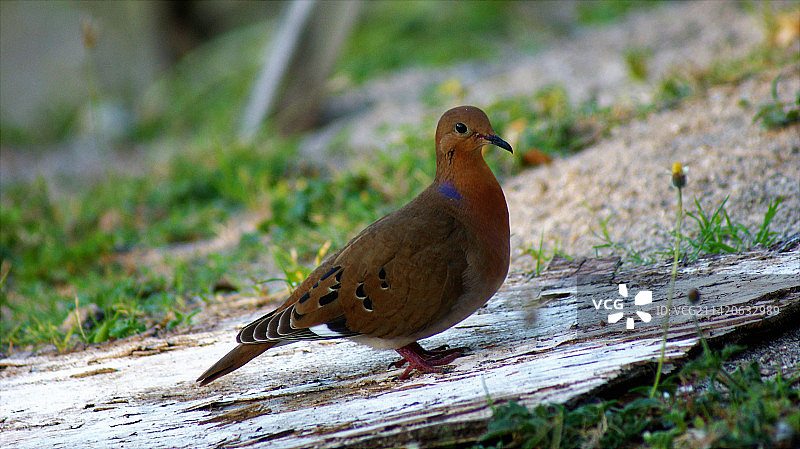 栖息在木头上的鸽子特写，安提瓜和巴布达图片素材