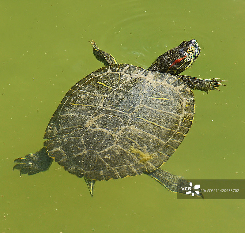 在池塘中游泳的水龟（意大利）图片素材