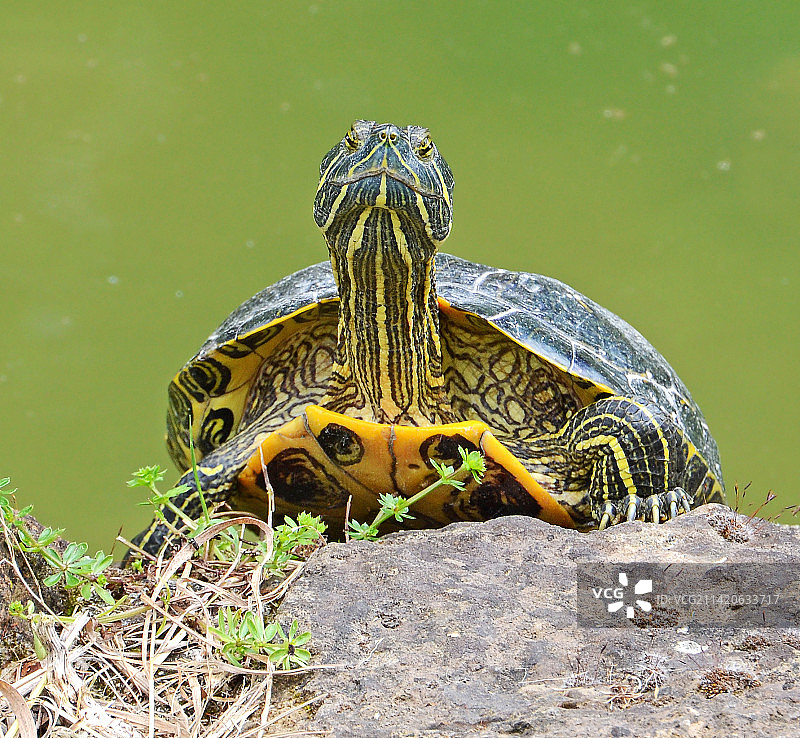 意大利，岩石上的红耳龟特写图片素材