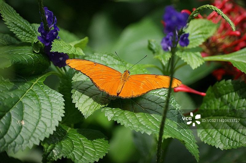 蝴蝶在花上采蜜特写，加拿大安大略省尼亚加拉瀑布图片素材