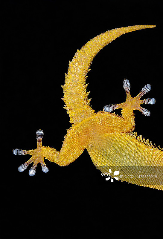 意大利黑色背景下树枝上的龙特写图片素材