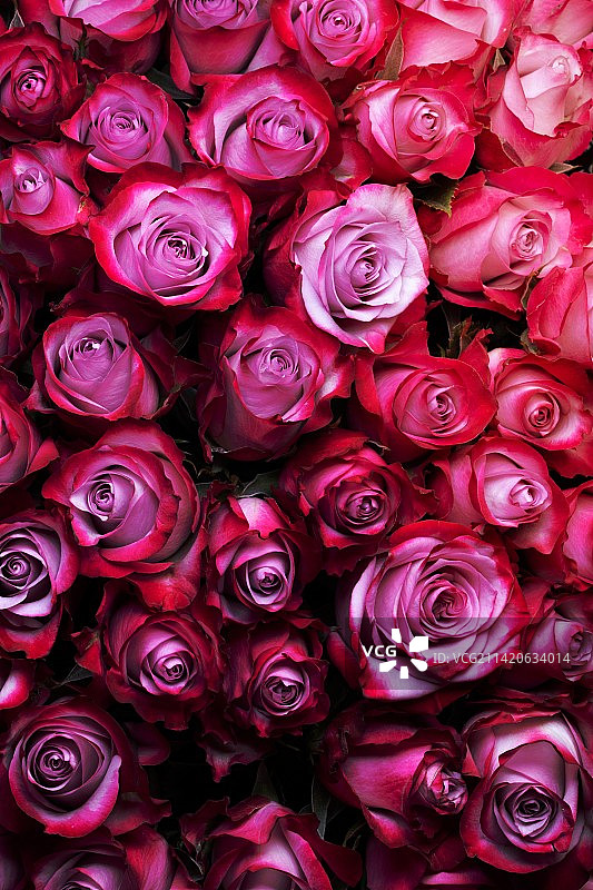 户外盛开的玫瑰花特写图片素材