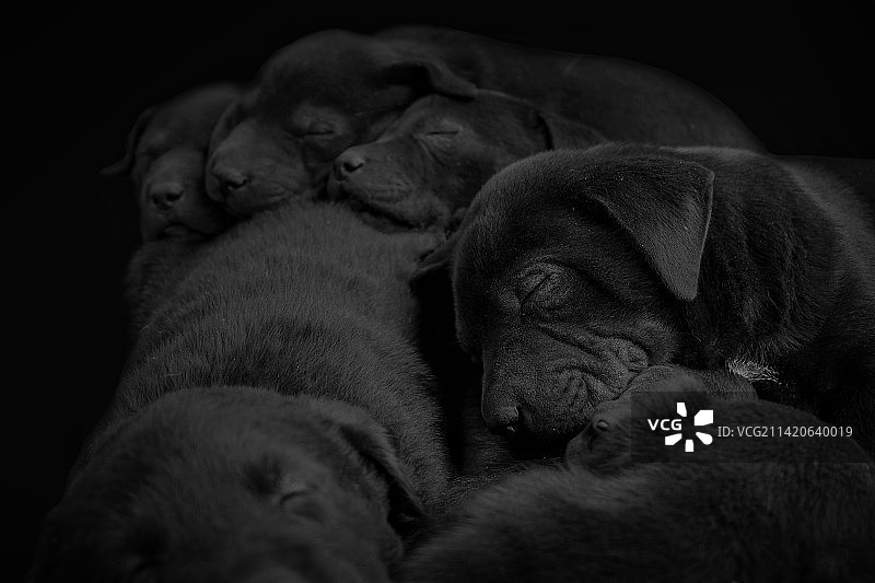 沉睡的小狗们图片素材