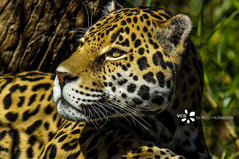 豹子特写图片素材