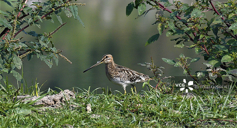 鹬在草地上的特写，印度马哈拉施特拉邦浦那图片素材