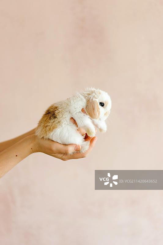 手持猫头鹰，靠墙特写图片素材