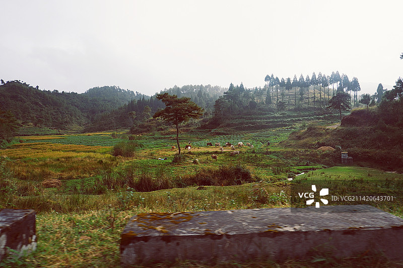 印度梅加拉亚邦的田野风光图片素材