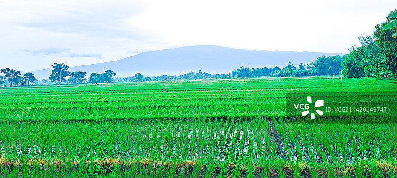印度尼西亚Pasuruan的田园风光图片素材