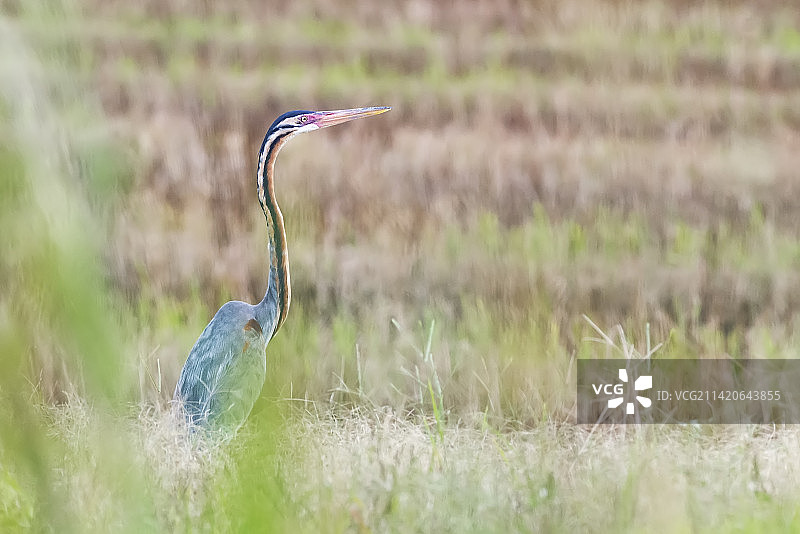 苍鹭栖息在马来西亚草地上的特写图片素材