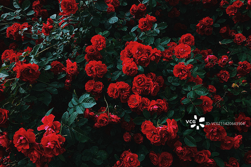 红色开花植物特写图片素材