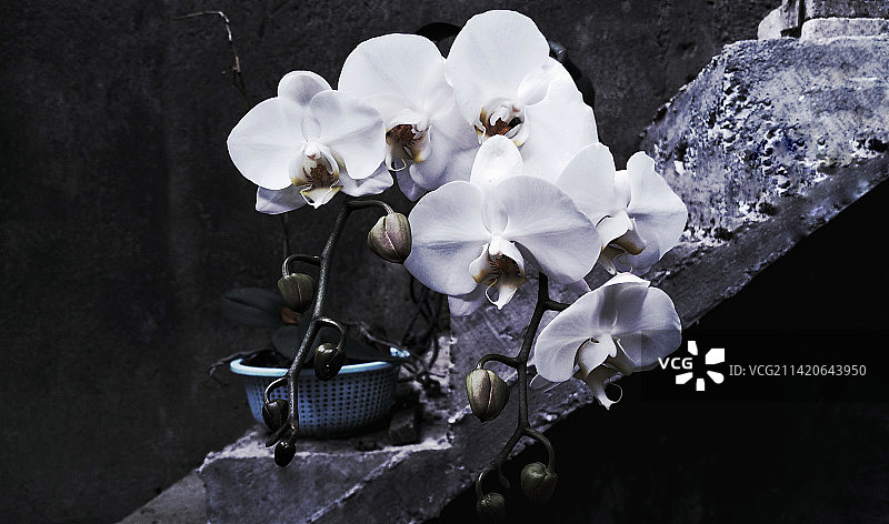 黑色背景上的白色花朵特写图片素材