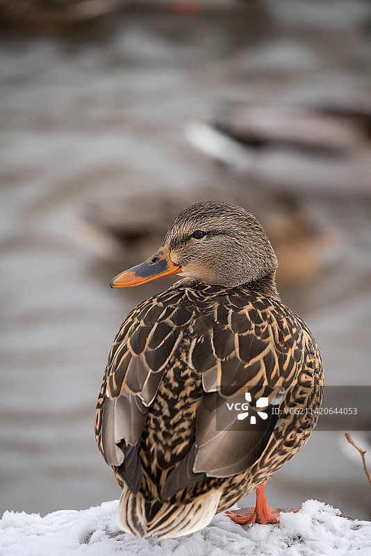 美国蒙大拿州海伦娜雪地上的鸭子特写图片素材