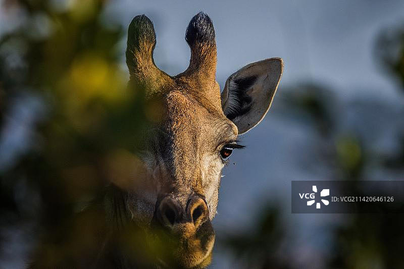 鹿的特写图片素材