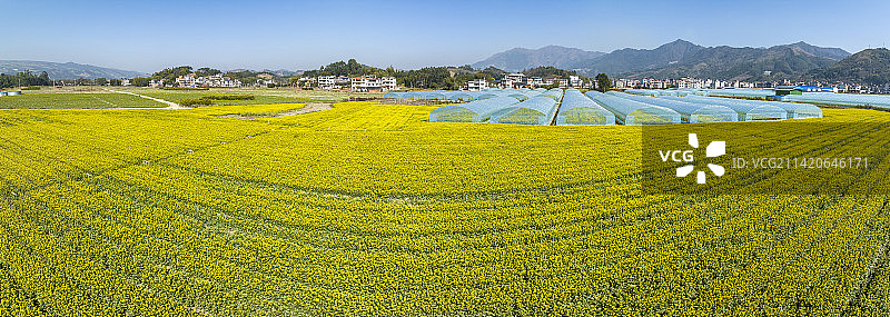 广西蒙山县蔬菜基地菜花盛开乡村美图片素材
