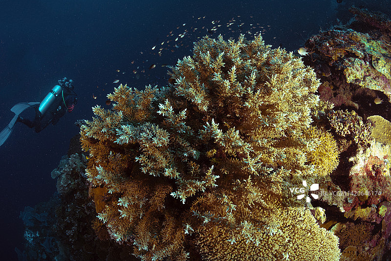 女人在巴布亚新几内亚海中浮潜图片素材