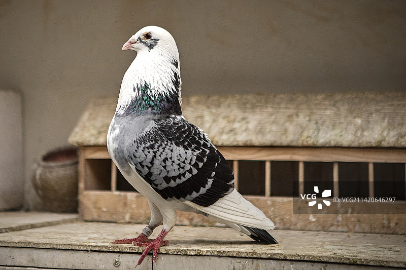 站在曼谷家中阁楼的美丽信鸽全身照图片素材