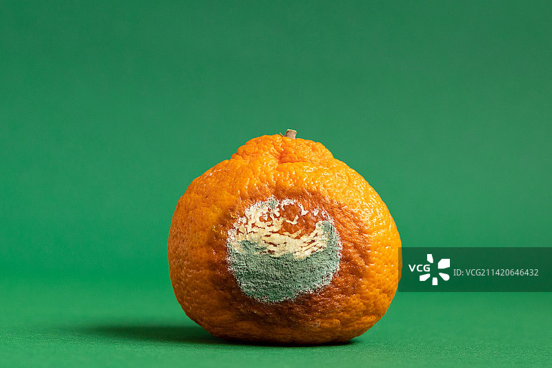 停止食物浪费日：发霉的橘子图片素材