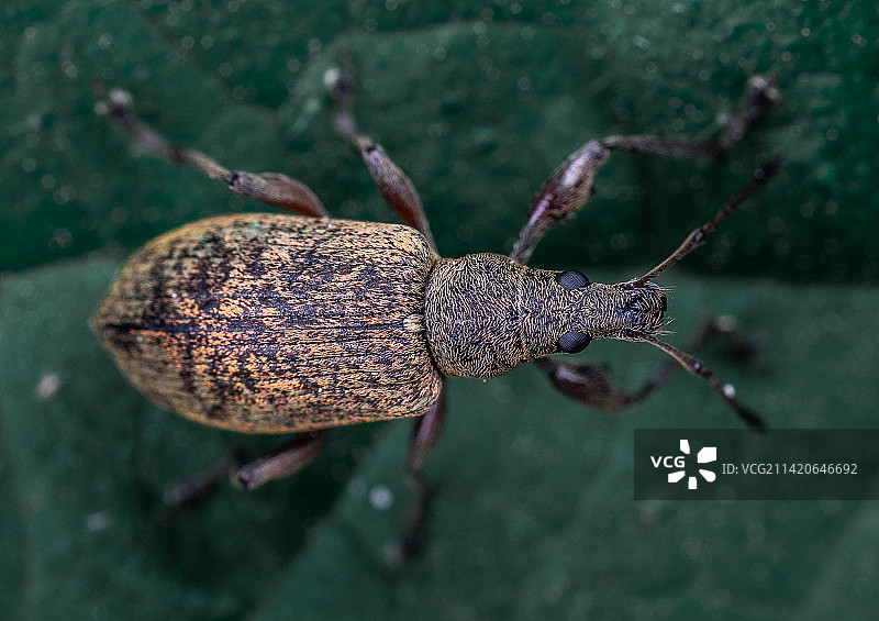 印度尼西亚树叶上的昆虫特写图片素材