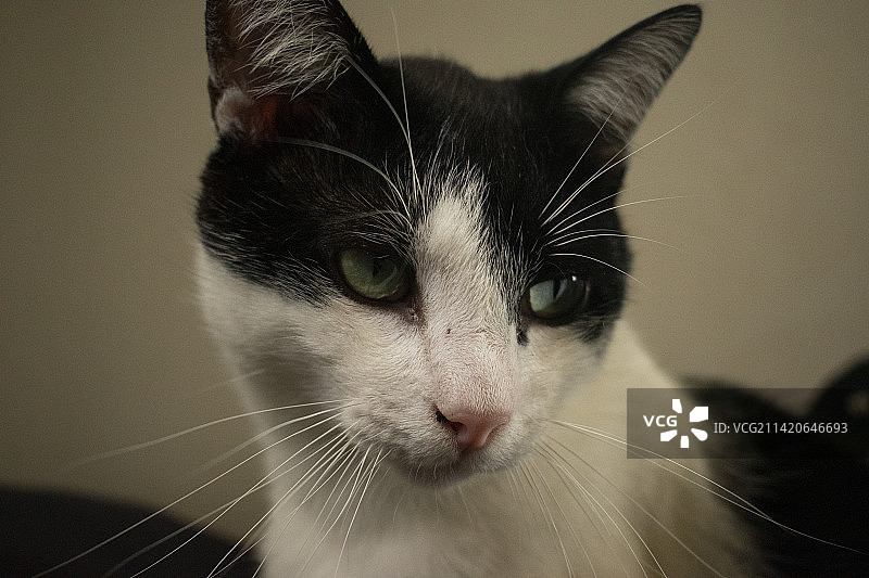 猫咪特写肖像，摄于新西兰图片素材