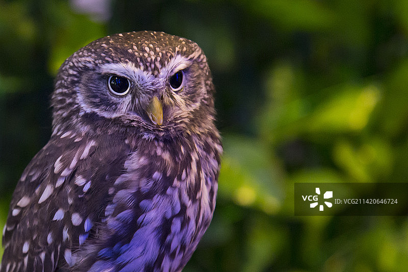 日本东京猫头鹰咖啡馆里的小猫头鹰图片素材