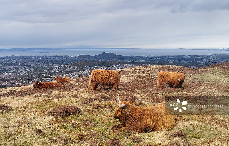 天空背景下的奶牛高角度视图图片素材