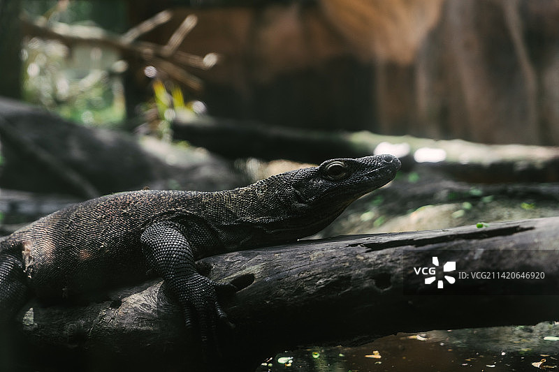 树上的科莫多龙特写，印度尼西亚图片素材