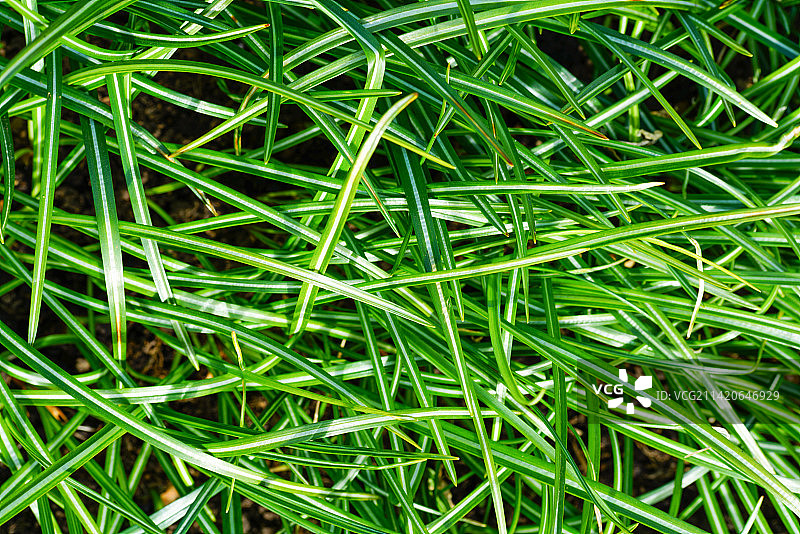 俄罗斯田野里生长的草特写图片素材