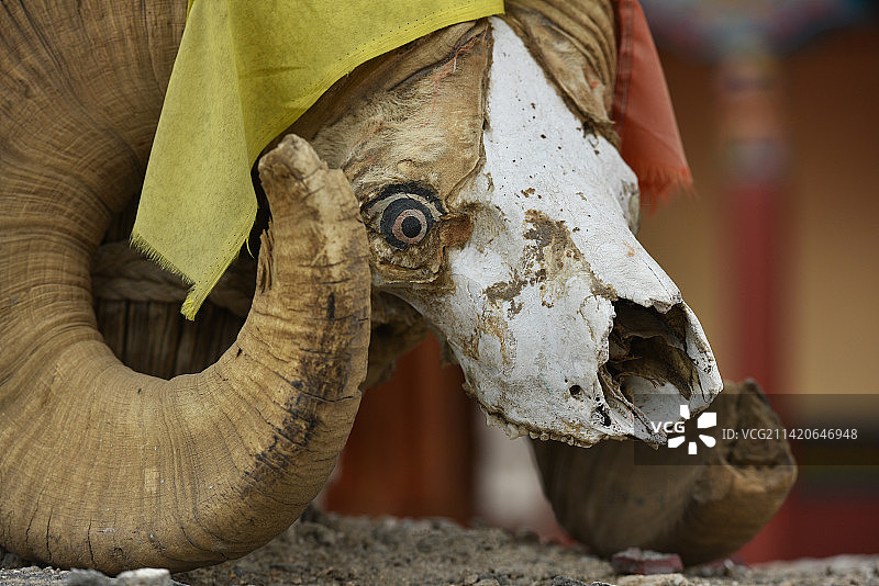 动物头骨的特写图片素材