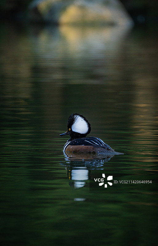 加拿大不列颠哥伦比亚省伯纳比市湖中游泳的海鸭特写图片素材