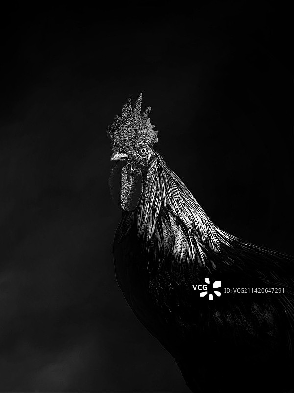 黑色背景下的雄鸡特写图片素材