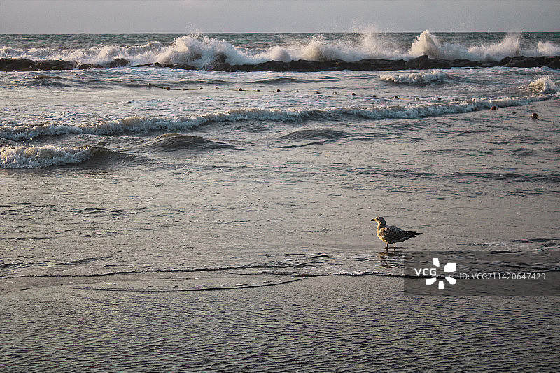 土耳其奥尔杜海滩上栖息的海鸥高角度视图图片素材