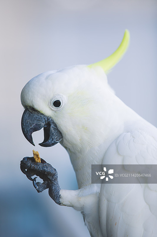 鹦鹉栖息在树枝上的特写，艾尔利海滩，昆士兰，澳大利亚图片素材