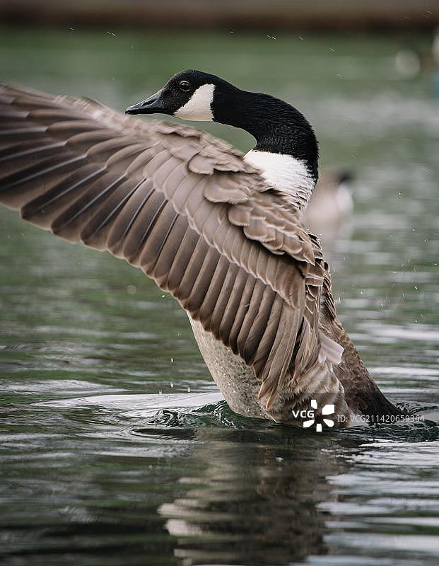 加拿大雁栖息在湖上的特写，印度尼西亚图片素材