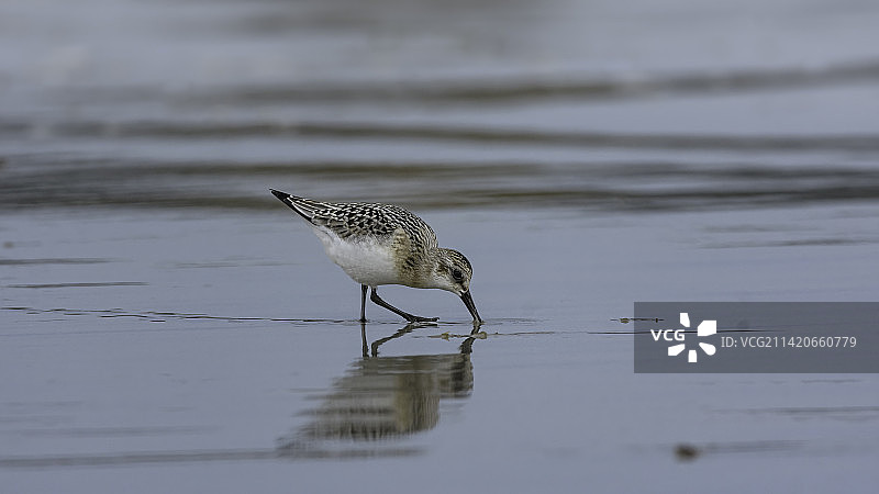 沙滩鹬栖息在湖中的侧视图图片素材