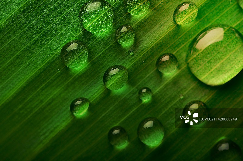 香蕉叶上的许多水滴图片素材