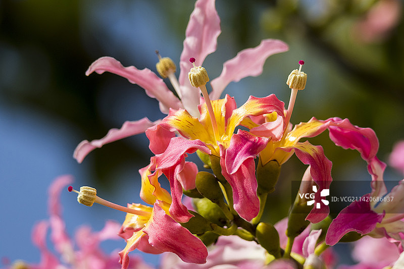 美丽异木棉花图片素材