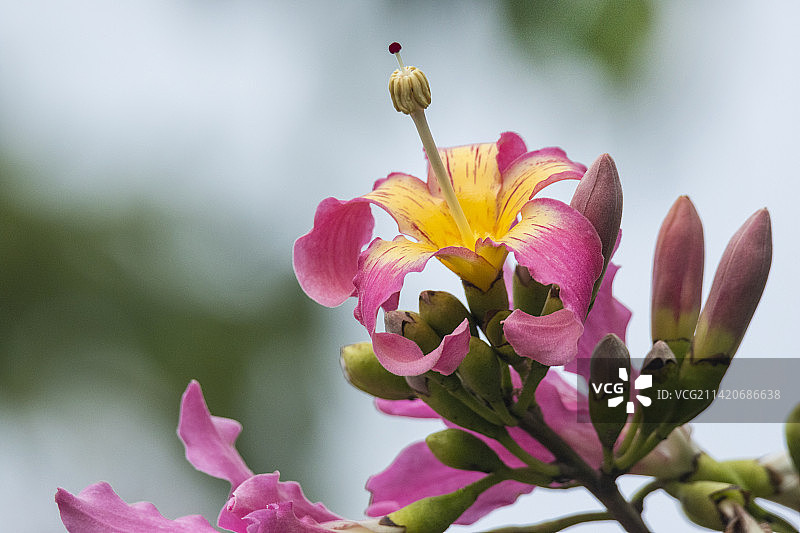 美丽异木棉花图片素材