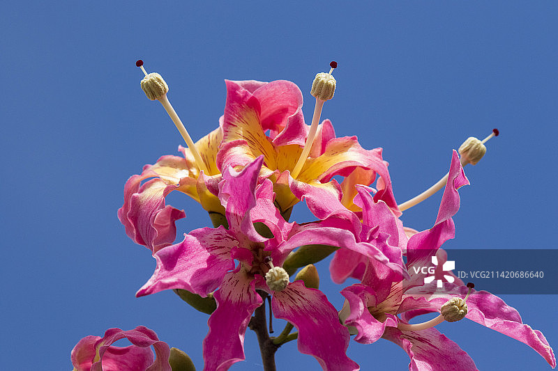 美丽异木棉花图片素材