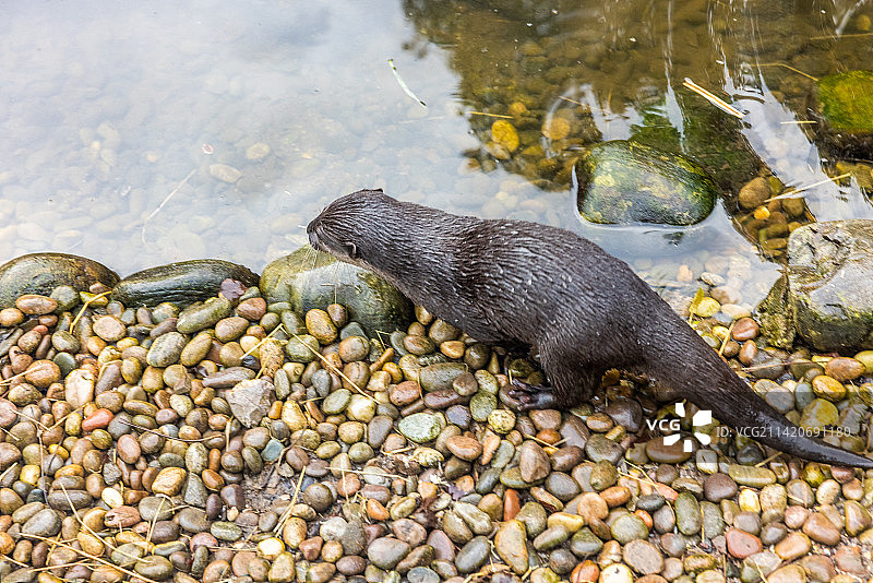 伦敦巴恩斯海滩上的石头高角度视图图片素材