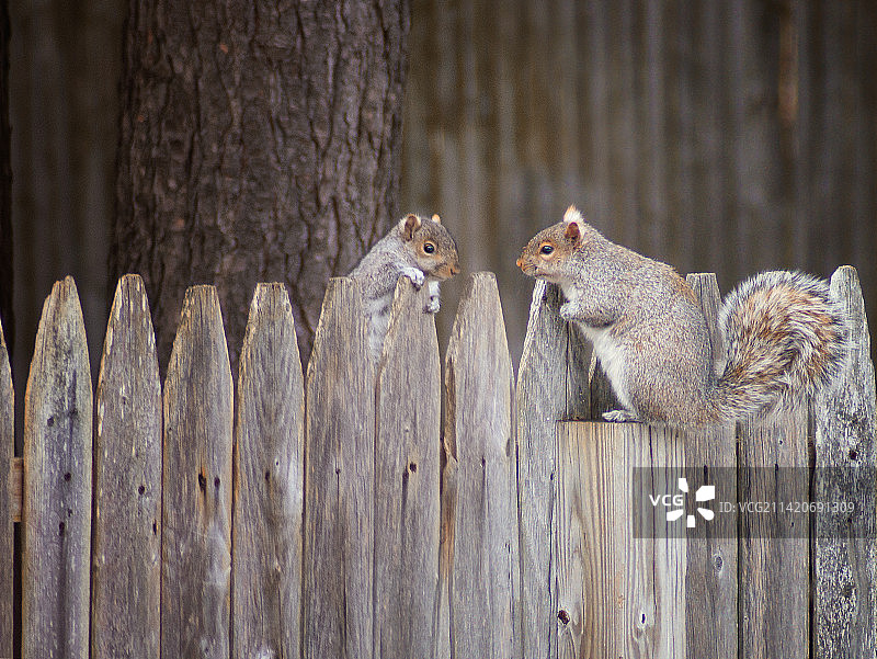 两只美国红地松鼠，美国图片素材