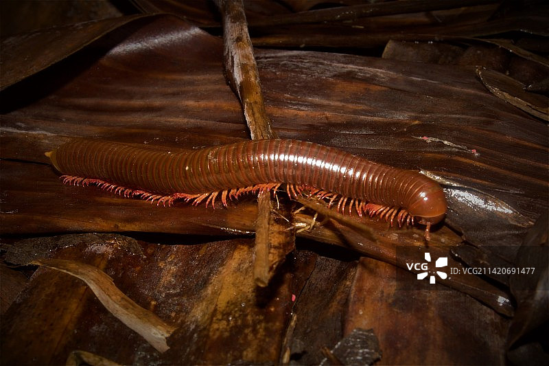 印度尼西亚木头上的蛇特写图片素材