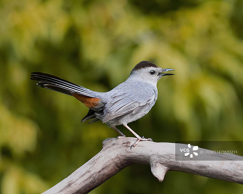 鸣禽鸫栖息在树枝上的特写，加拿大尼皮恩图片素材