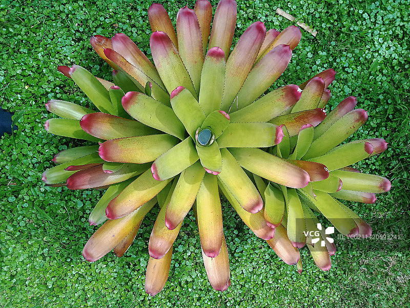 田野里的多肉植物（高角度拍摄），印度尼西亚图片素材