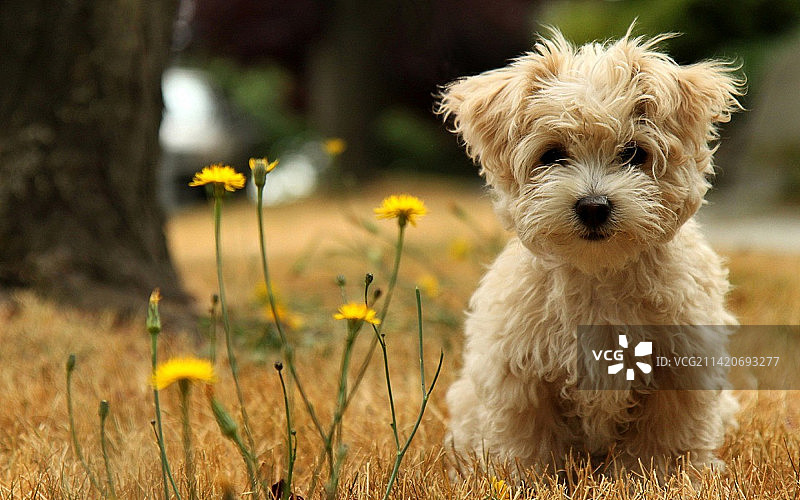 哈瓦那犬坐在田野上的肖像，印度尼西亚图片素材