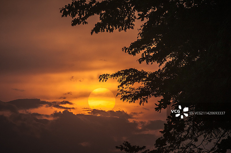 仰视：尼日利亚阿达马瓦，橙色天空下的树木轮廓图片素材