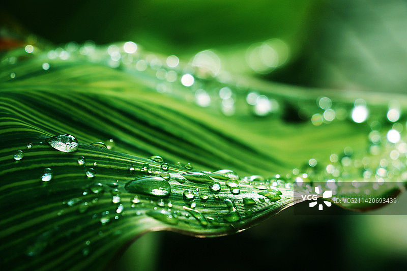 印度尼西亚西图温多，叶子上的水滴特写图片素材
