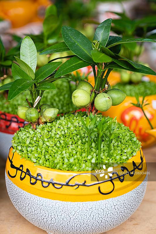 印度尼西亚桌子上的盆栽特写图片素材