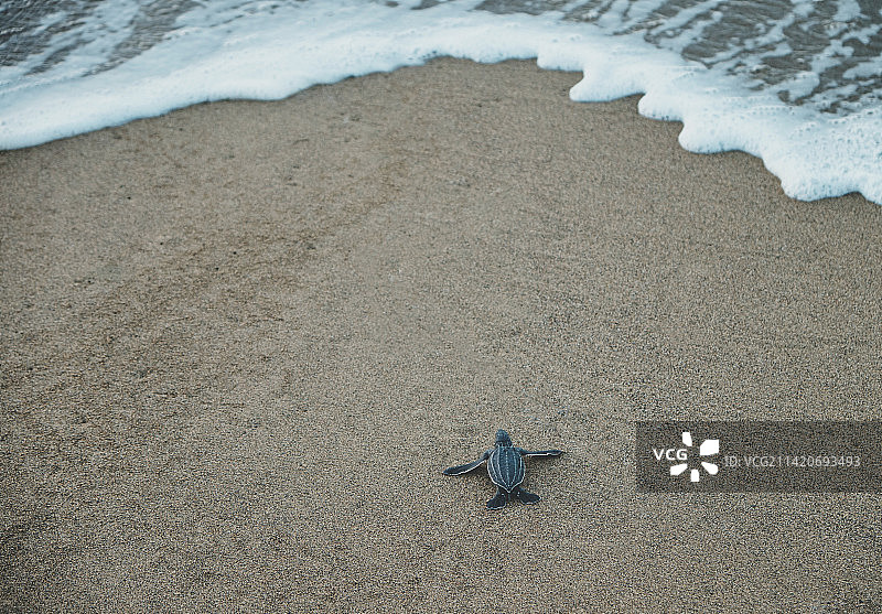 印度尼西亚海滩：沙滩上的海星高角度视图图片素材