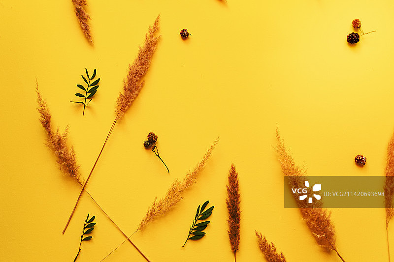 散落在黄色背景上的小麦，留白图片素材